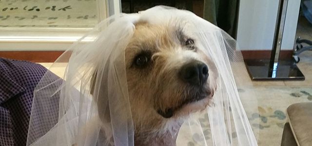 Shop dog Mickey is allowed free reign of Victoria’s Bridal Couture in Seattle, although it’s a privilege the 10-year-old Xolo mix never abuses.